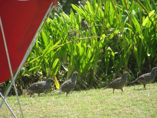 Cotswold Cottage Bed and Breakfast image 19